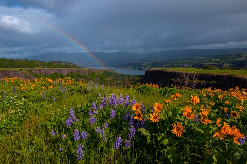 Visit the Columbia River Gorge to see the Rowena Crest flowers in springtime.