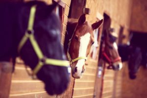 the horses at Northwestern Lake Riding Stables