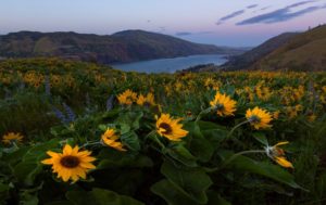 sunflowers in columbia gorge