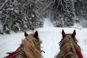 back of horses pulling a sleigh through snow