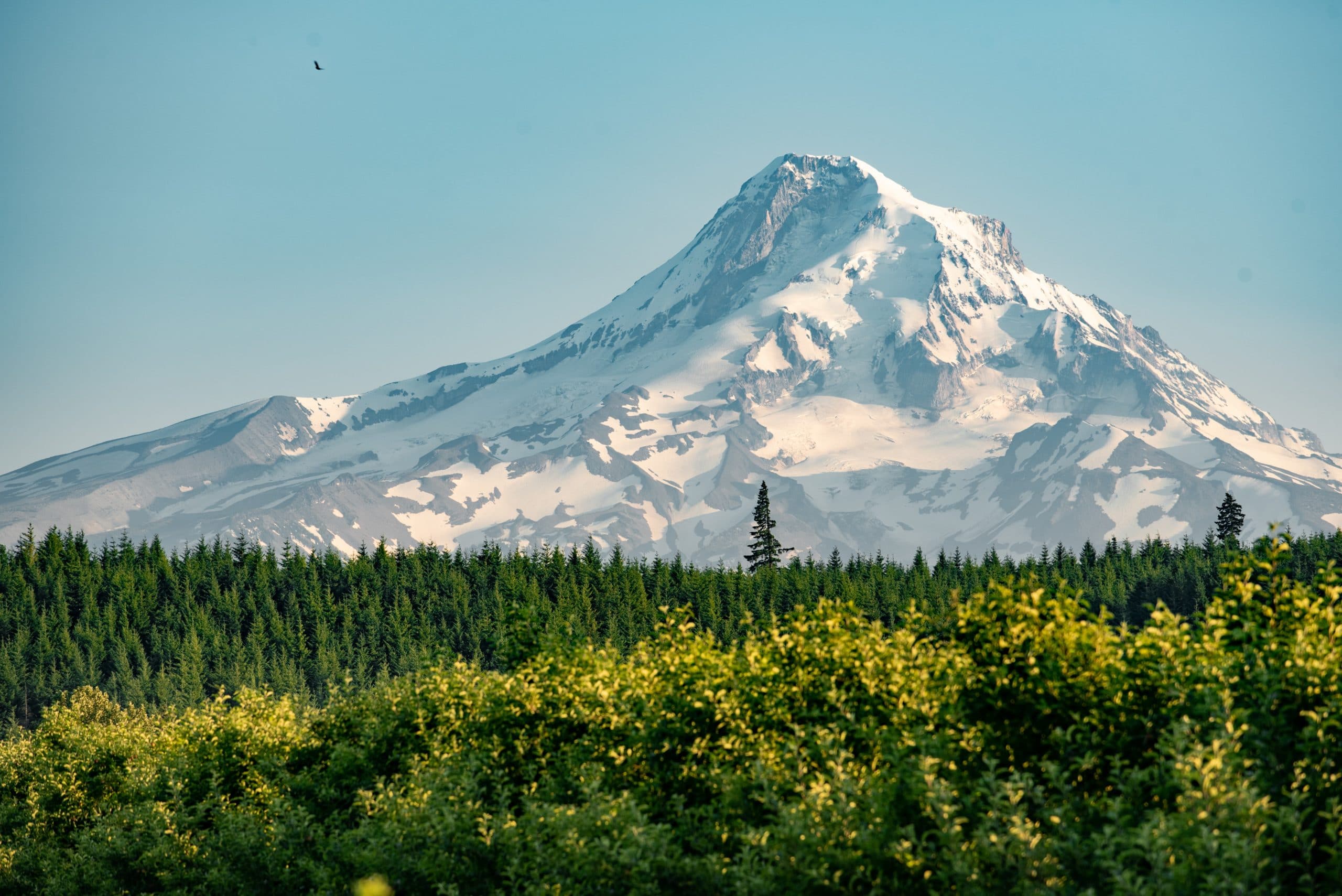 Mt Hood in background with evergreens flowers in foreground