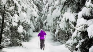 A woman in a purple jacket cross country skies into a snow draped forest.