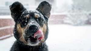 A dog stares intently at the camera while licking snowflakes off its face.