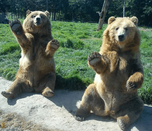 Bears sitting and waving