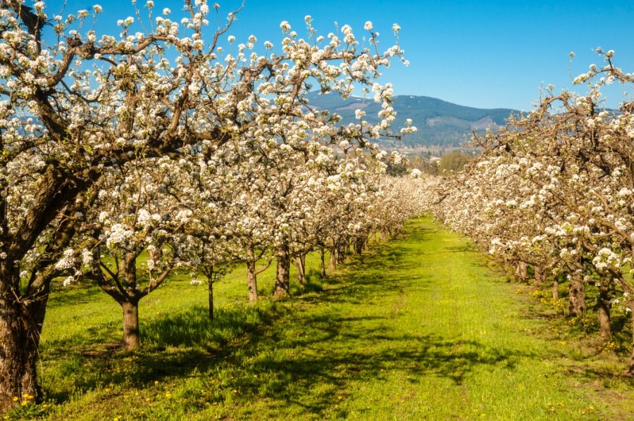 Carson Ridge Hood River Valley apple orchard