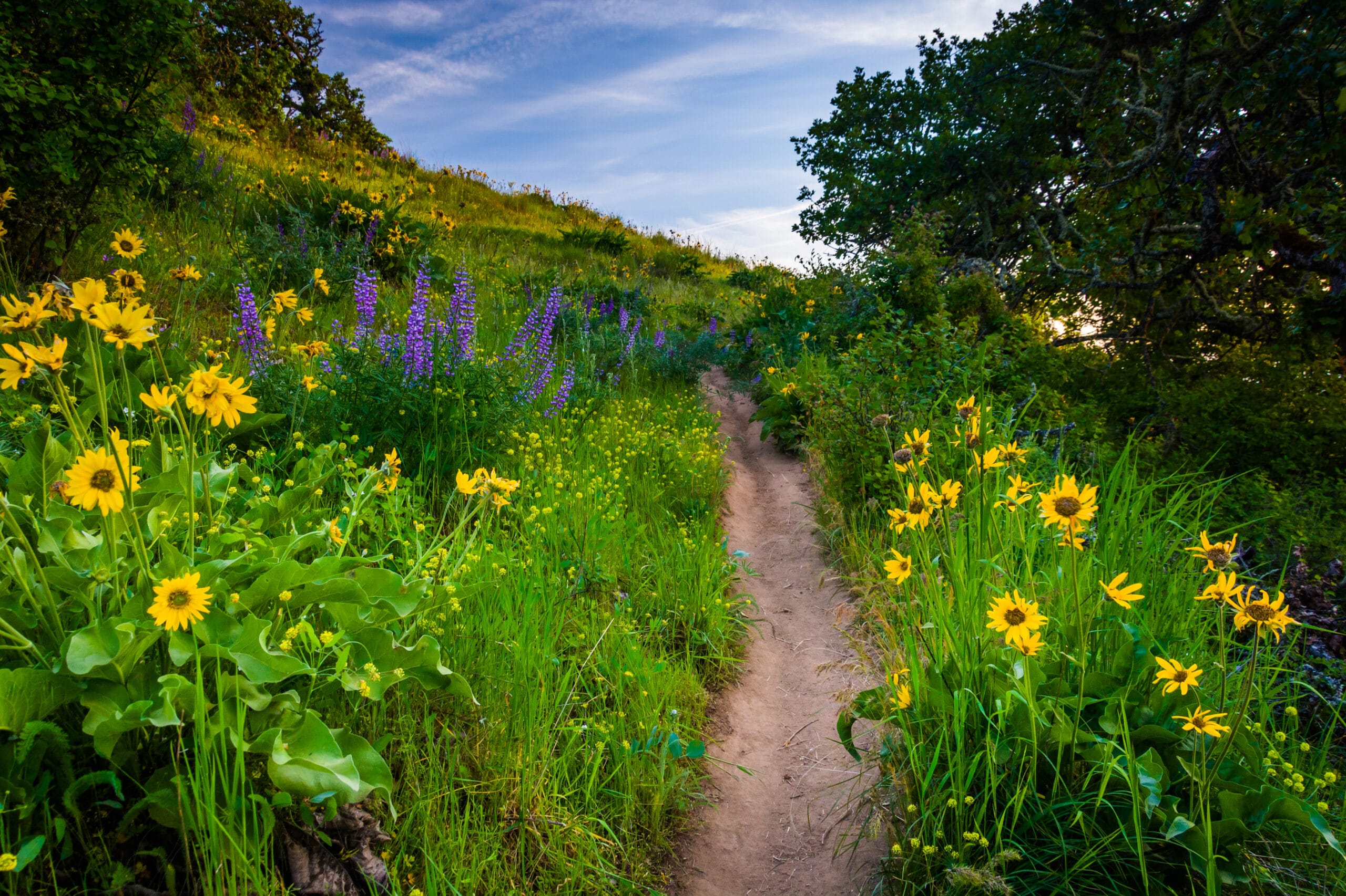 Wildflowers along a trail, at Tom McCall Nature Preserve, Columbia River Gorge, Oregon.