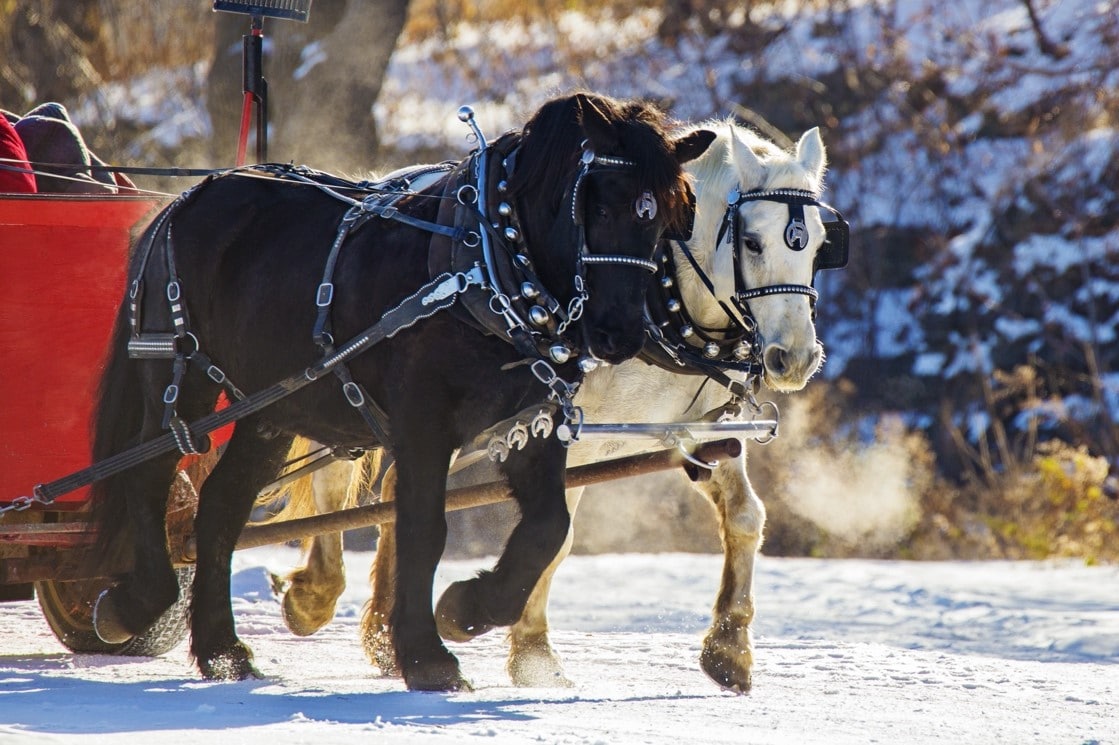 A brown and white horse pull passengers along for a sleigh ride.