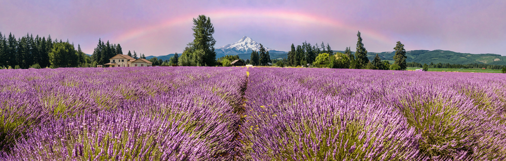 An exquisite view of Mt Hood from one of the Hood River Lavender Farms near our cabins in Washington