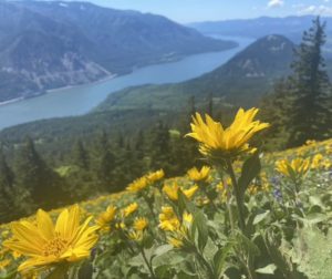 Yellow balsam root wildflowers overlook the Columbia River on the Dog Mountain Trail in the Columbia River Gorge.