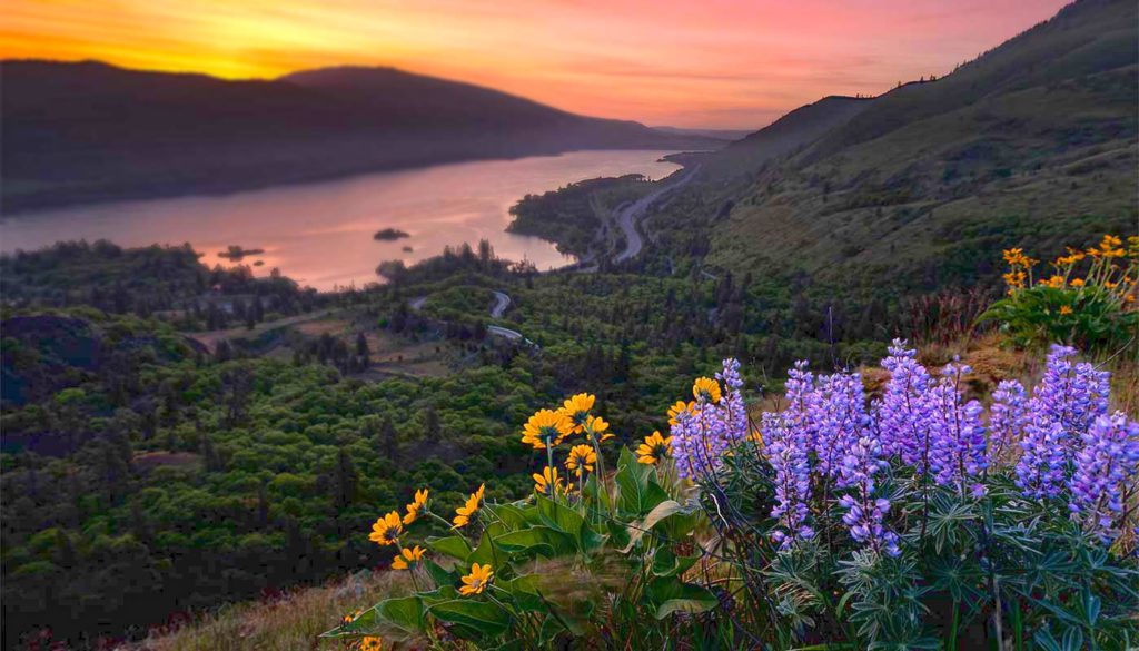 Yellow and purple wildflowers look out at a pink and orange sky setting over the Columbia River.