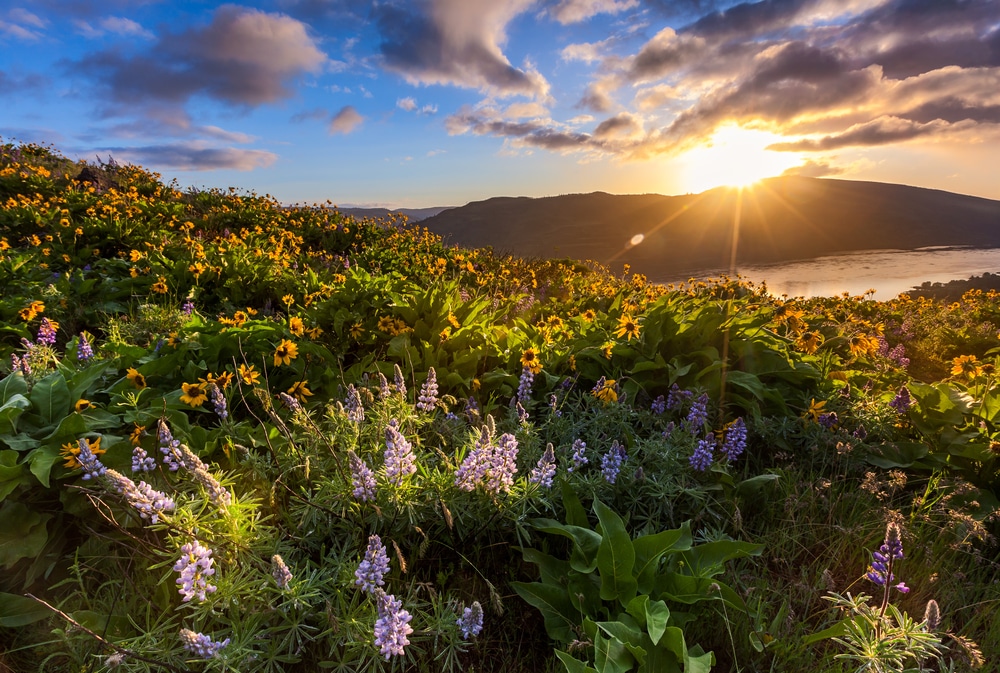 In addition to Washington wildflowers on the Dog Mountain Trail, the beautiful wildflowers on the Rowena Crest Trail make this a popular Gorge hike to take in spring
