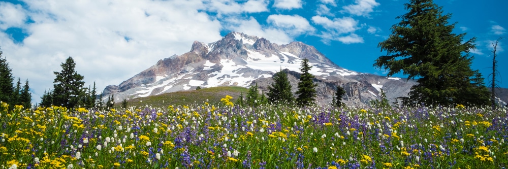 After visiting Hood River Lavender Farm, take a gorgeous wildflower hike in the Columbia RIver Gorge, to a meadow like this on Mount Hood