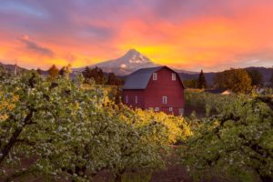 A gorgeous sunset over Mount Hood as seen from the Hood River Fruit Loop