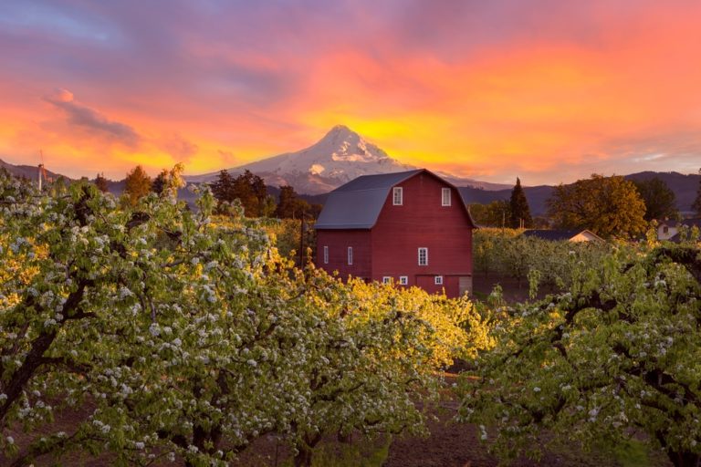 Welcome 26 A gorgeous sunset over Mount Hood as seen from the Hood River Fruit Loop
