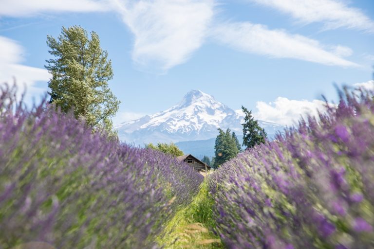 Photo of the lavender fields at Hood River Lavender Farm