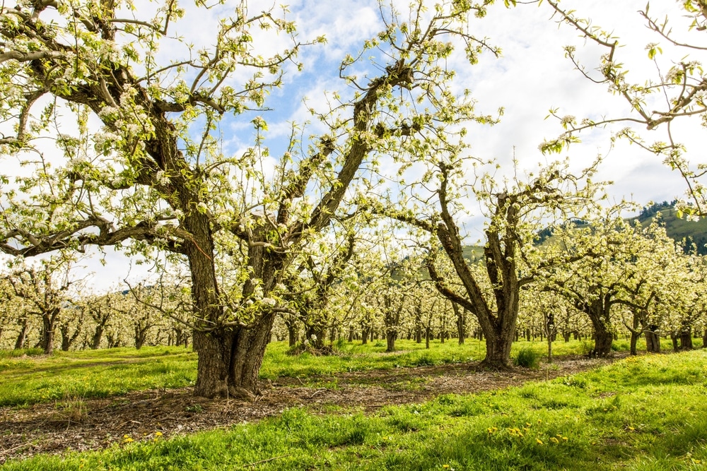 An orchard in bloom on the Hood River Fruit Loop