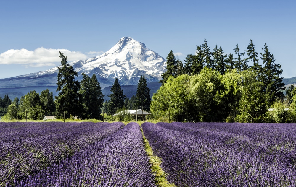 Gorgeous view of lavender rows and Mt Hood a Hood River Lavender Farm