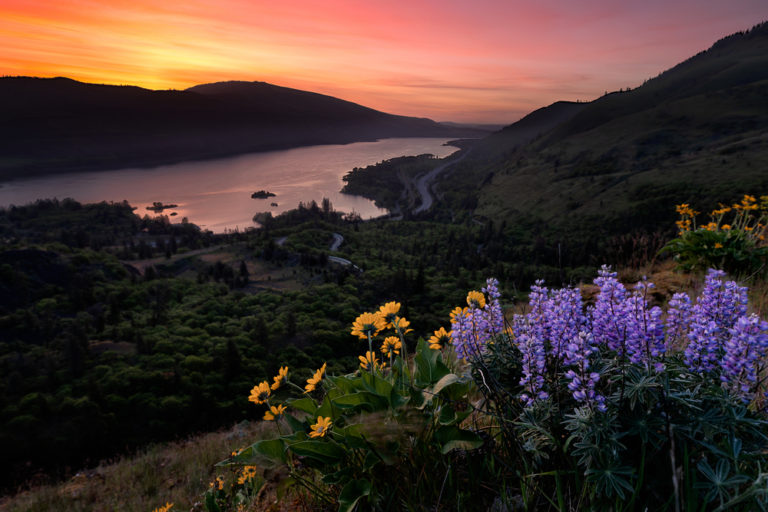 Wildflowers at sunset, discovered on one of the best Columbia River Gorge Hikes