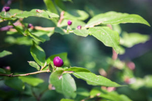 Closeup of a Washington Huckleberry Plant