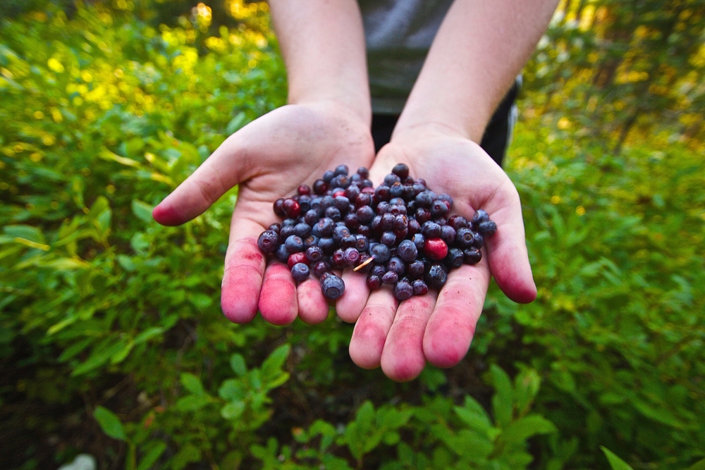 A freshly picked handful of Washington Huckleberry - a summer tradition in the Columbia River Gorge