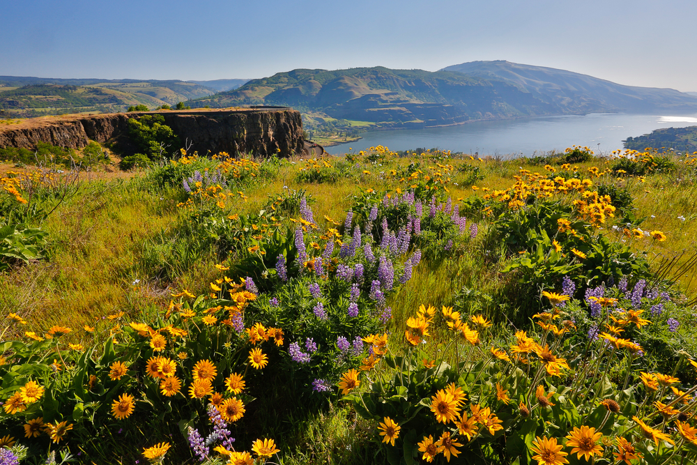 Wildflower hikes and more are waiting in the Columbia River Gorge - one of the best weekend getaways in Washington