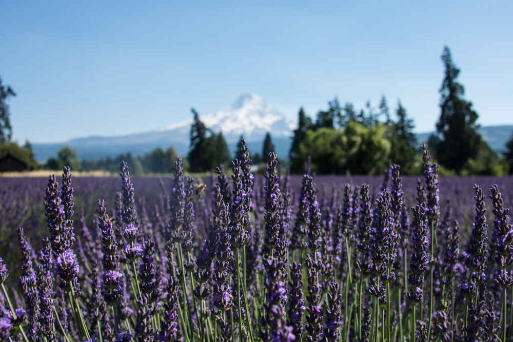 While driving the Hood River Fruit Loop, don't miss stunning lavender farms like these