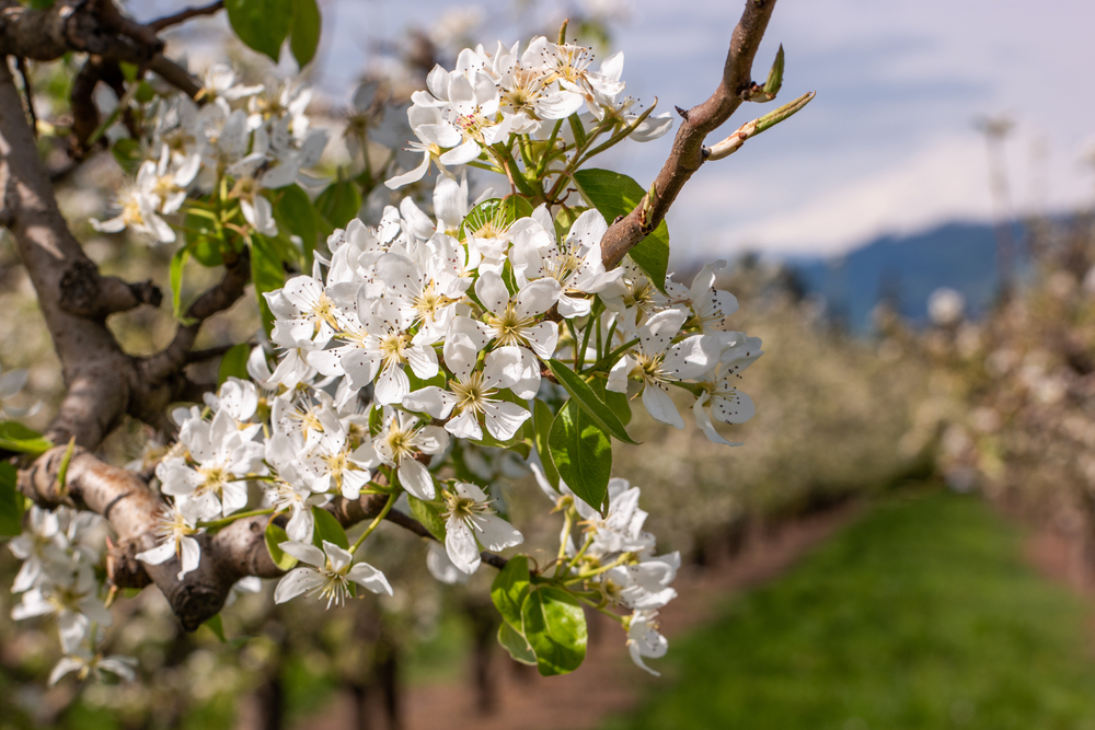 Apple blossoms on the farms of the Hood River Fruit Loop