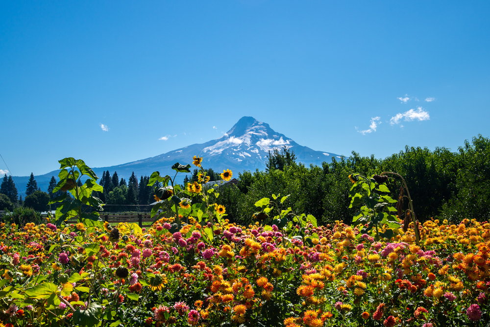 Best of the Hood River Fruit Loop + Lavender Farms in 2025