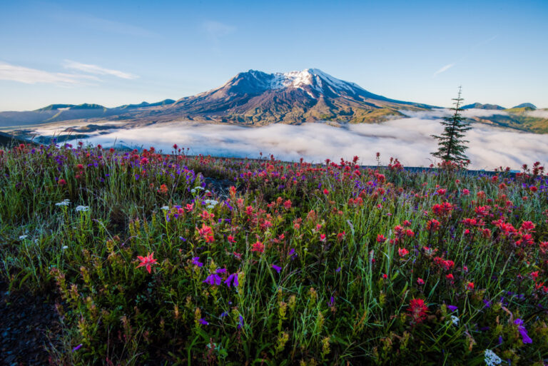 A beautiful view of Mt. St. Helens and a wildflower meadow - discover this and more when you stay at our cabins, the best lodging near Mt. St. Helens