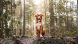 A Dog staying at our pet-friendly cabin rentals in Washington and enjoying hiking in the Columbia River Gorge