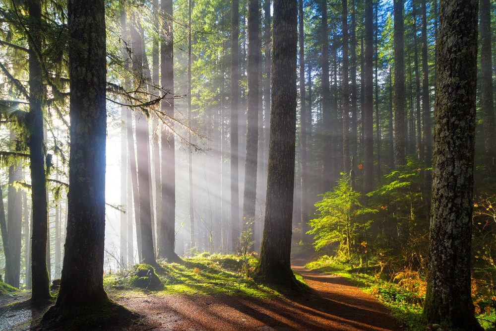 Sunlight through the trees on popular Columbia River Gorge Hikes like Lower Lewis Falls