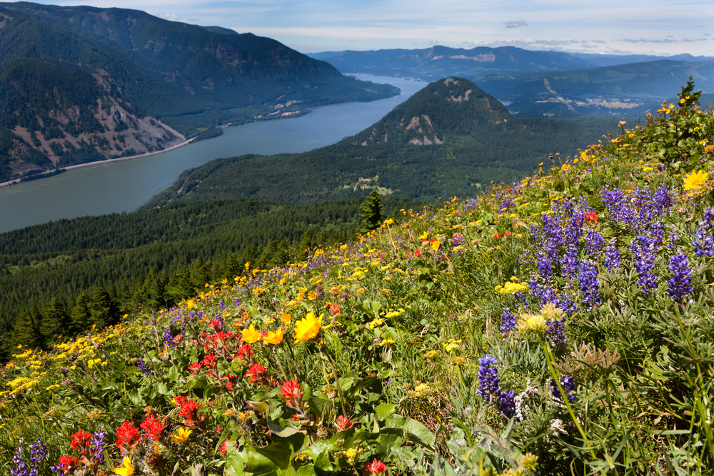 Why You Need to Hike the Dog Mountain Trail in Washington 5 Wildflowers overlooking the Columbia River Gorge on the Dog Mountain Trail in Washington