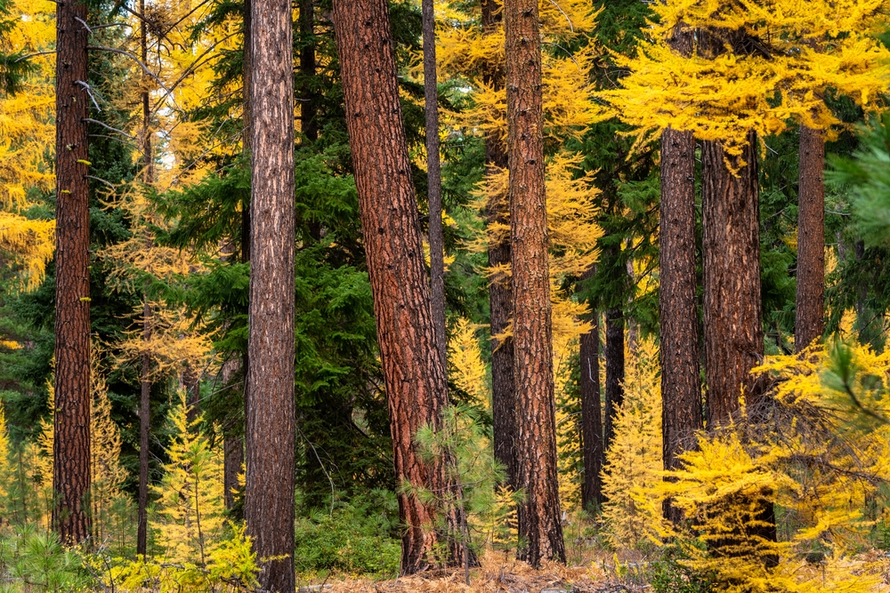 the Best Multnomah falls Hike This Fall 5 Larch trees, which you can see on a Multnomah falls hike in the Columbia River Gorge this fall