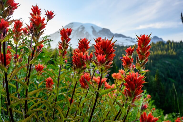 Welcome 1 Indian Paintbrush scene during wildflower hikes in Washington