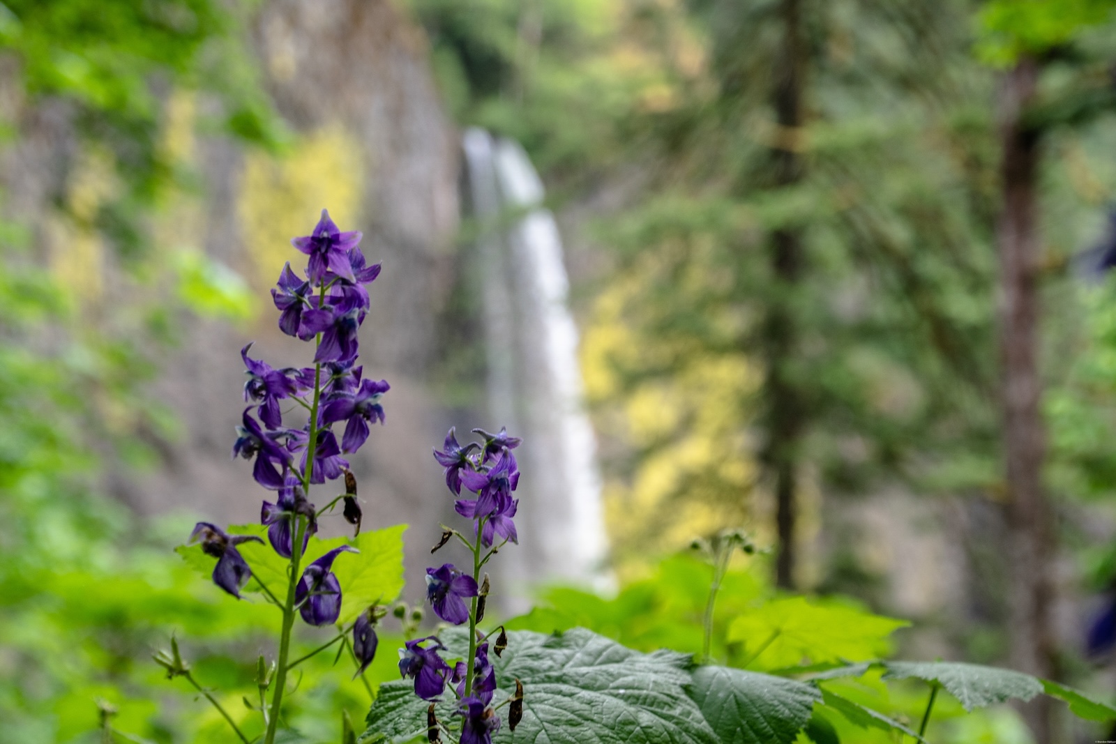 Spring wildflowers to enjoy during your Columbia Gorge Getaways