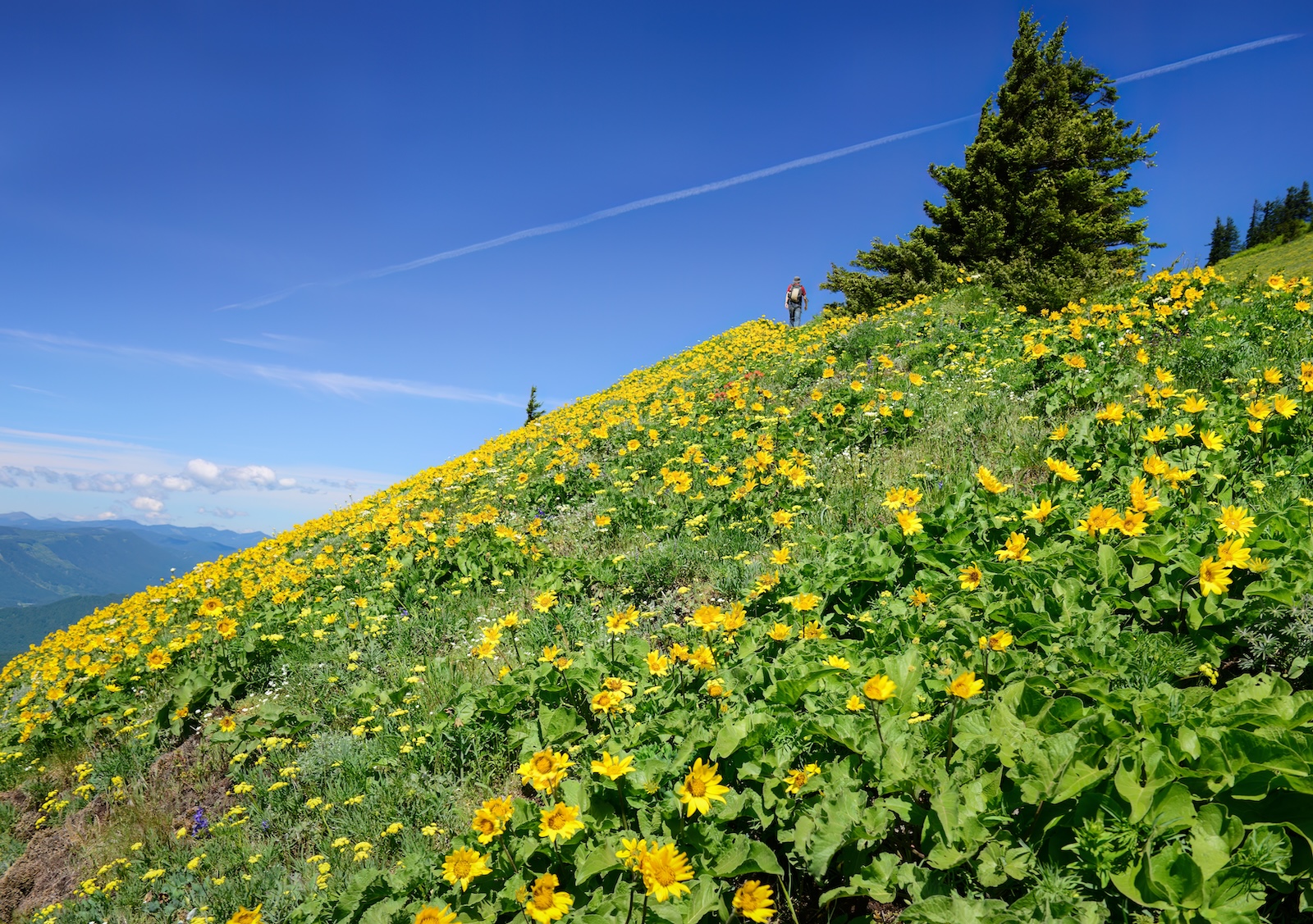 The Best Wildflower Hikes near Carson, Washington for Spring 1 Man hiking through a yellow field of balsam root on wildflower hikes in Washington