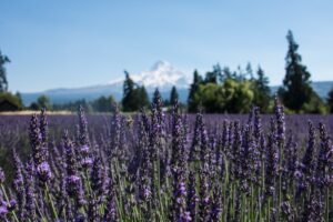 View of Hood River from the nearby Hood River lavender farms