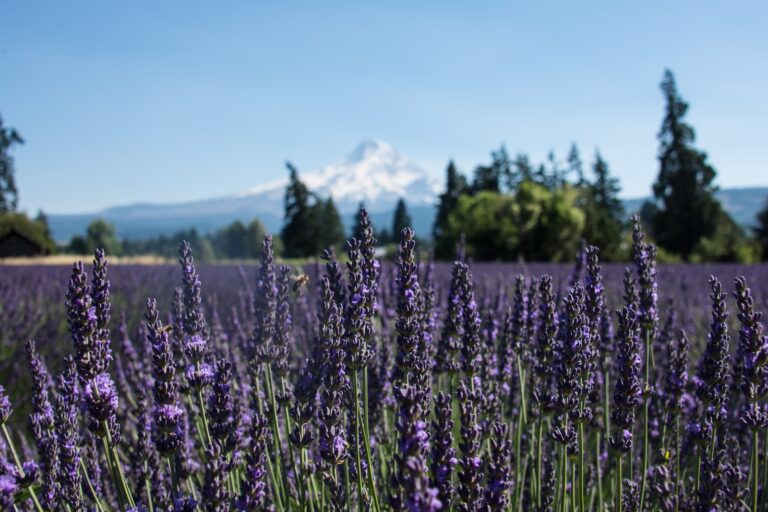 Welcome 2 View of Hood River from the nearby Hood River lavender farms
