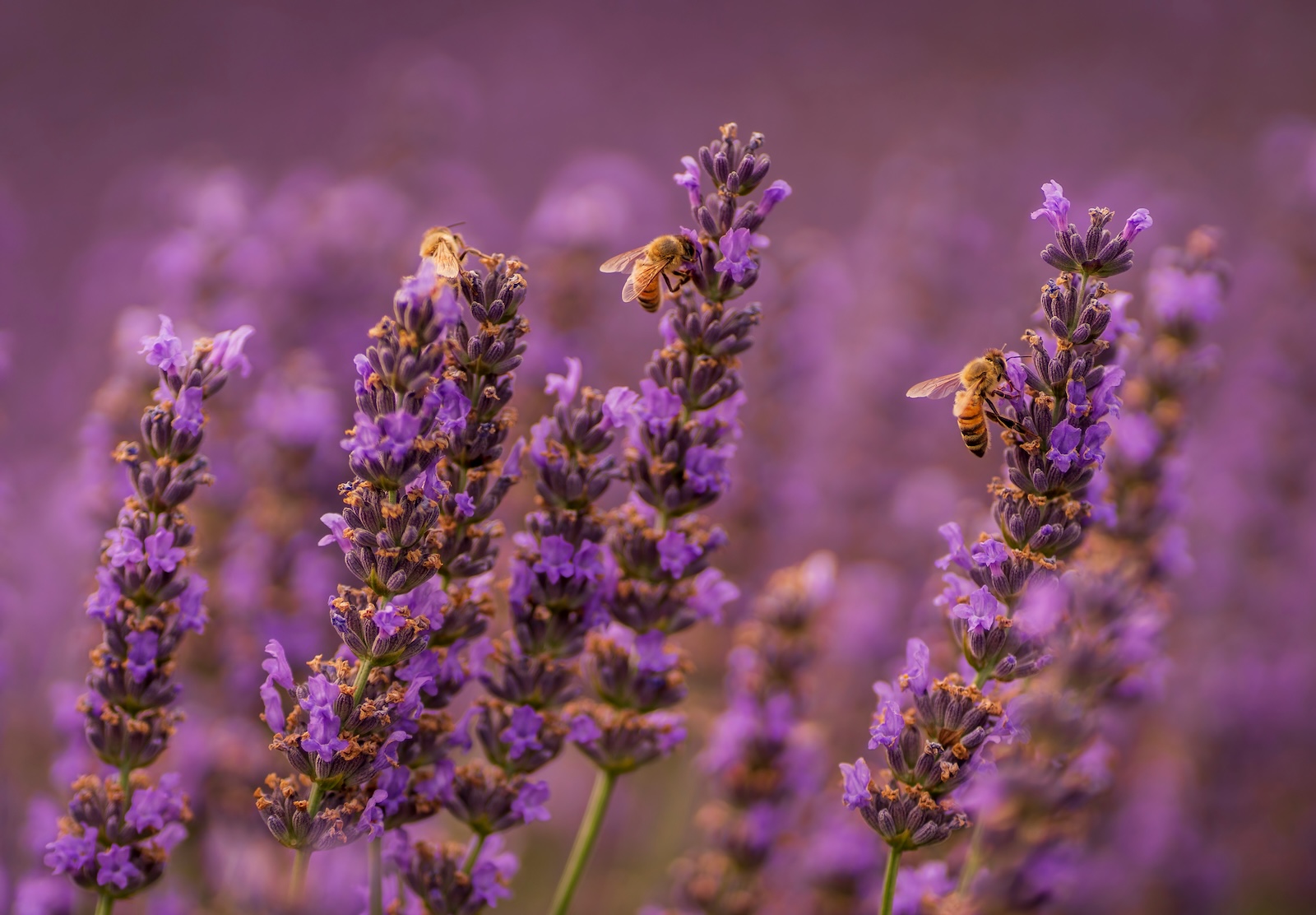 Lavender growing at Hood River Lavender Farms