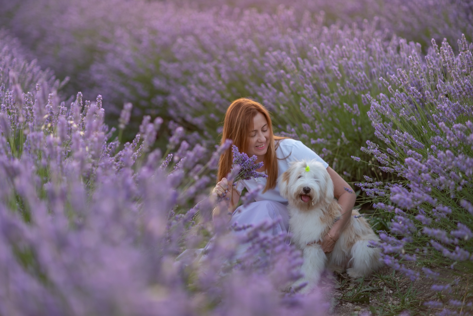Visit the Top Hood River Lavender Farms This Summer 1 woman in fields of lavender with her dog at local Hood River lavender farms