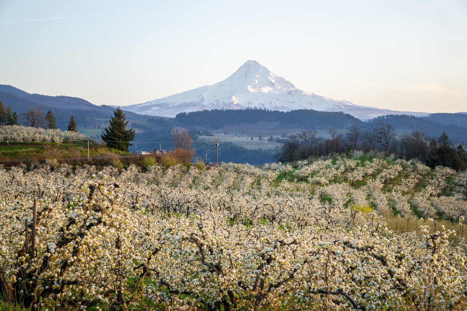Best Time to Drive the Hood River Fruit Loop